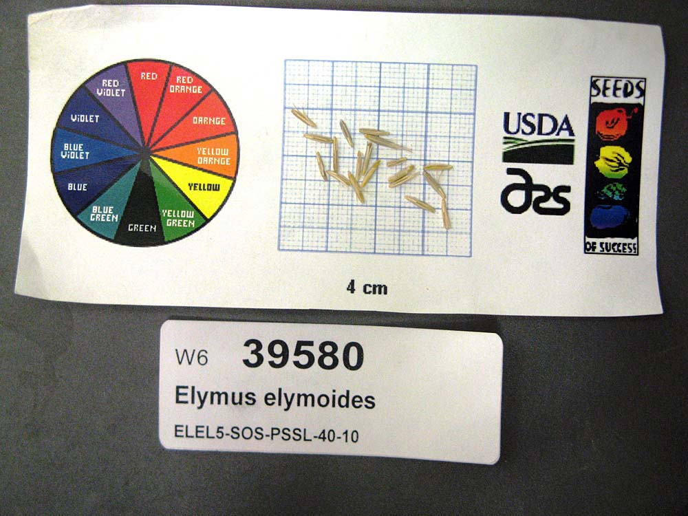Click for 1 image(s) for this accession. SEED