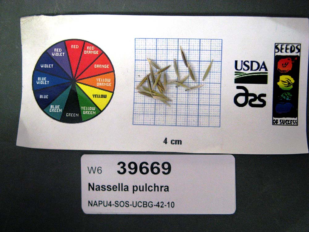 SEED