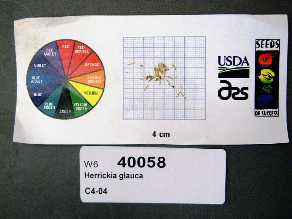 SEED