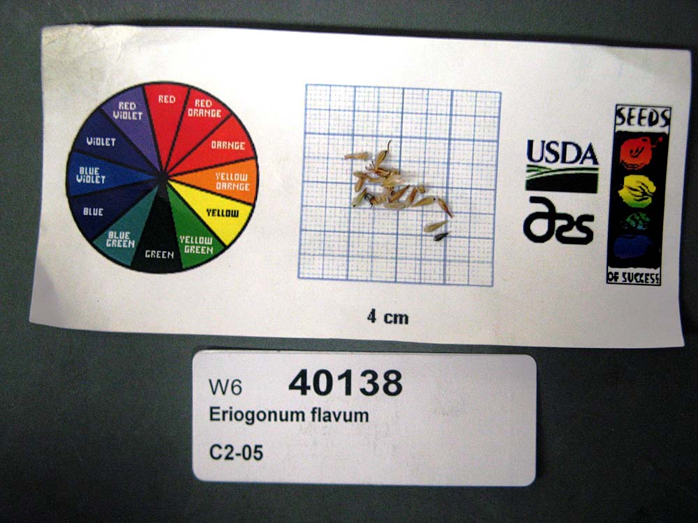 SEED