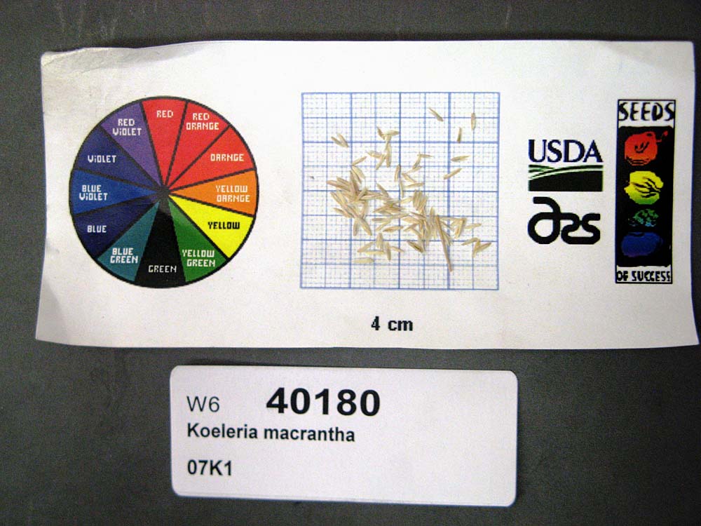 SEED