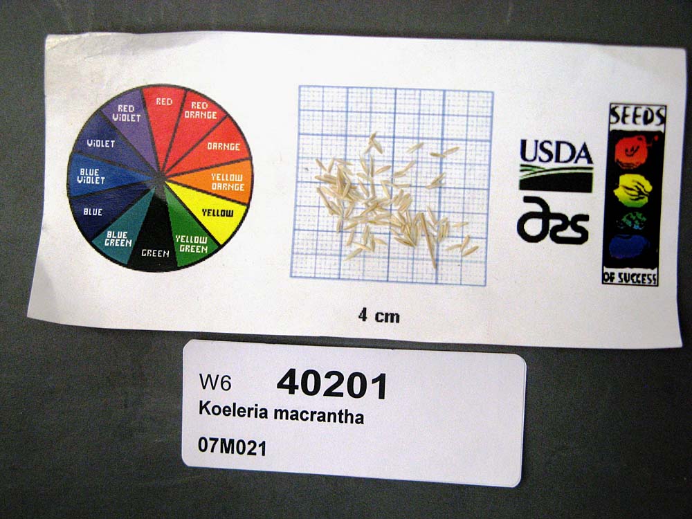SEED