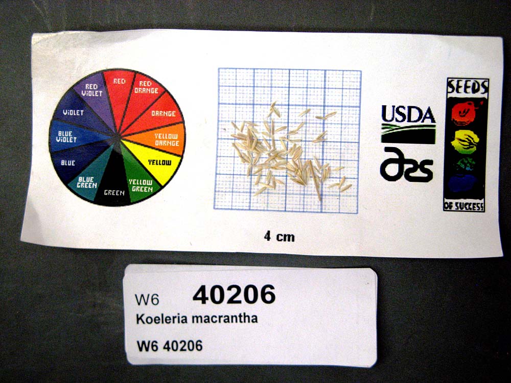 SEED