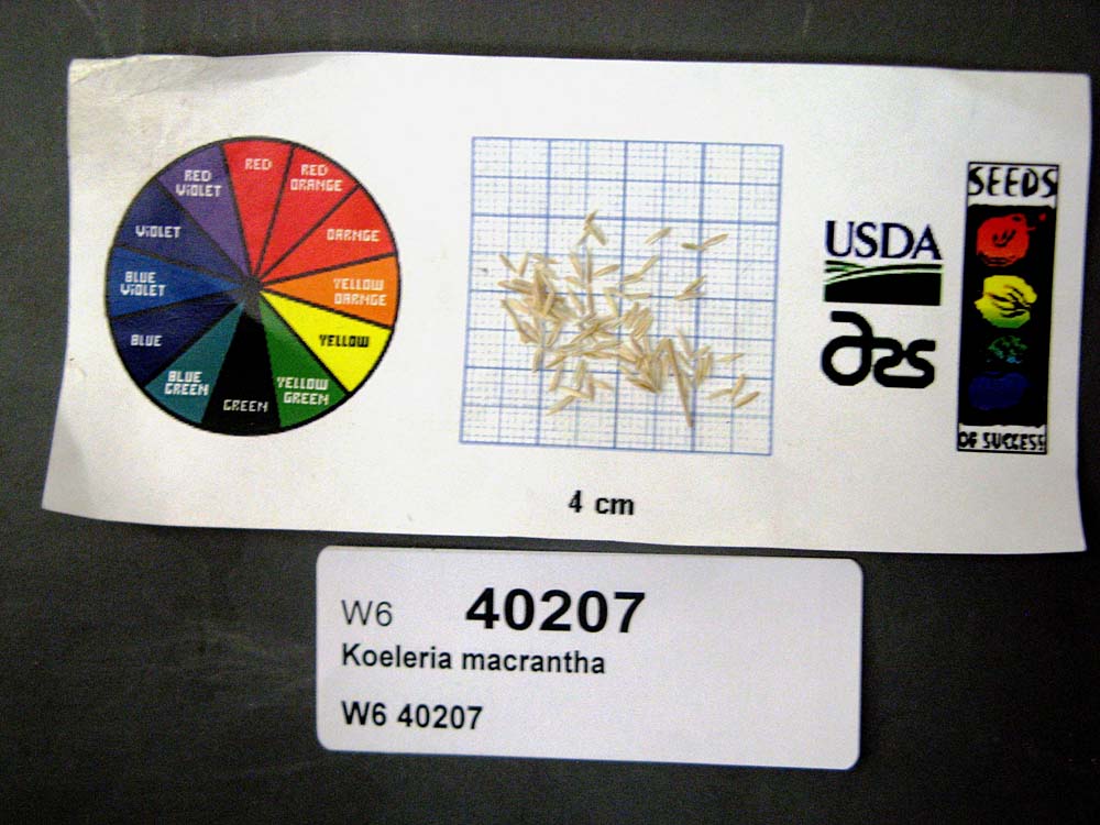 SEED