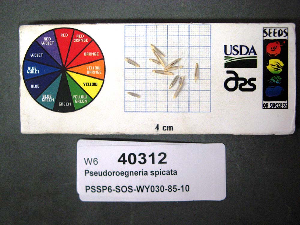 SEED