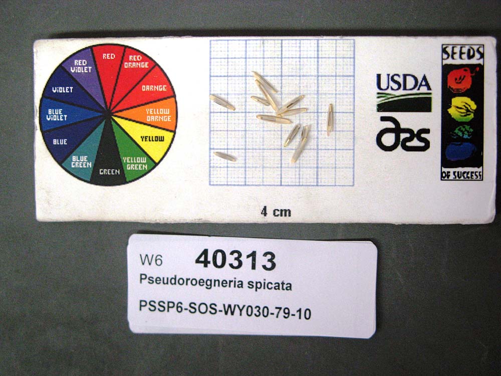 SEED