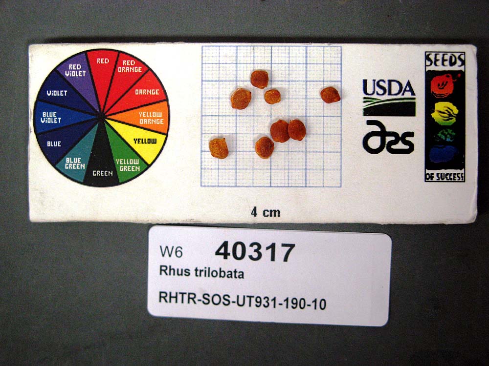 Click for 1 image(s) for this accession. SEED