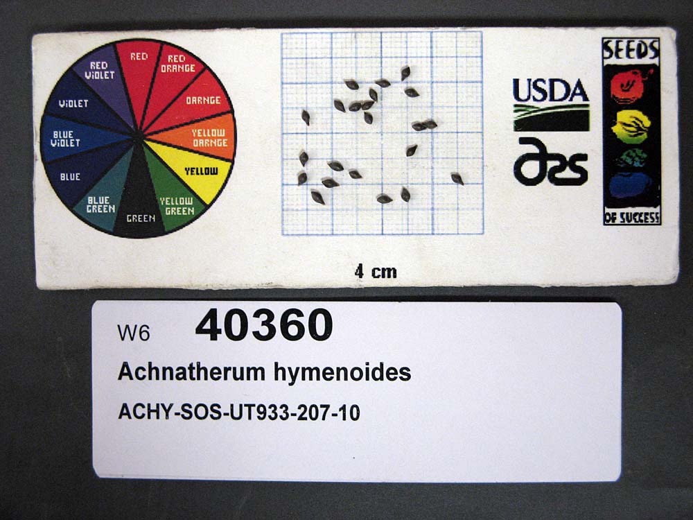 SEED