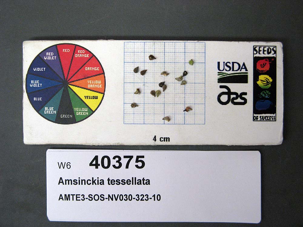 Click for 1 image(s) for this accession. SEED