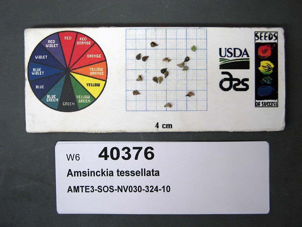 Click for 1 image(s) for this accession. SEED