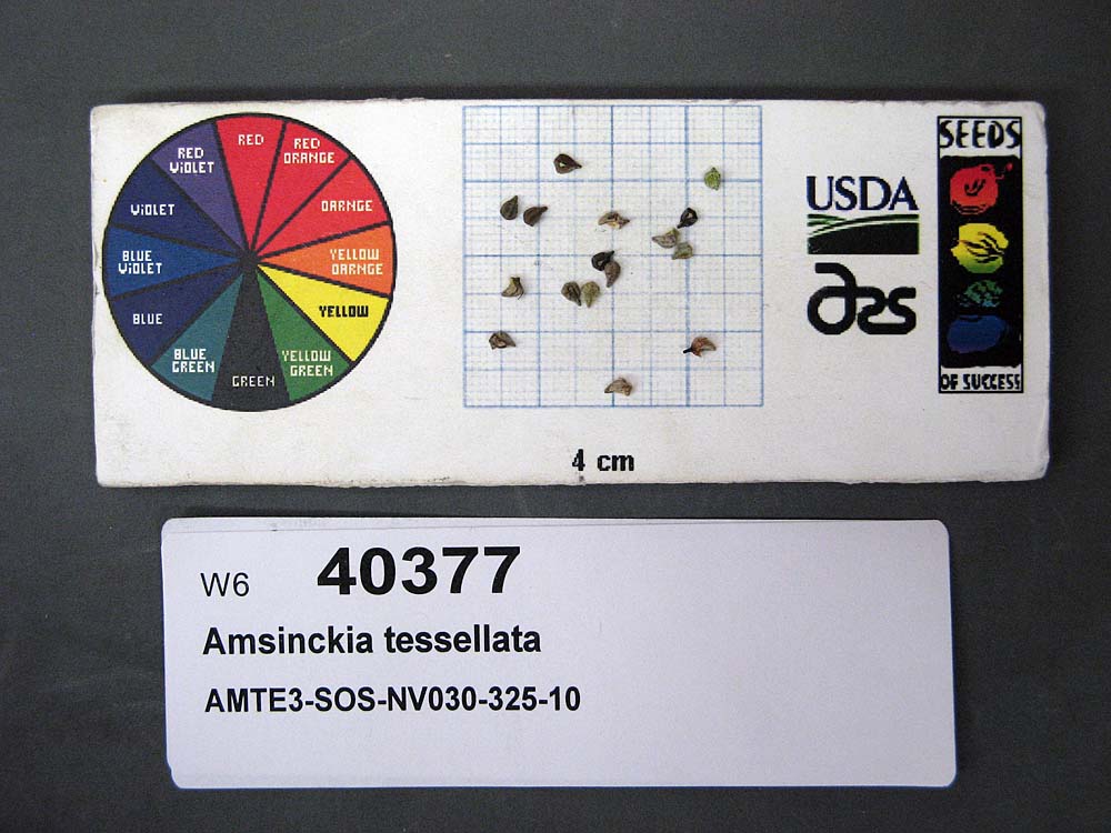 Click for 1 image(s) for this accession. SEED