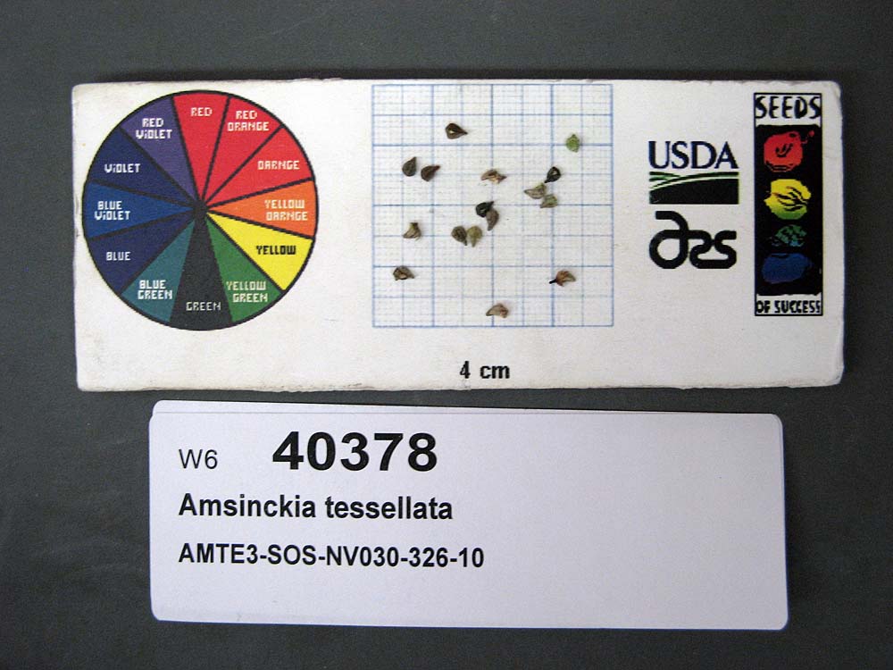 Click for 1 image(s) for this accession. SEED