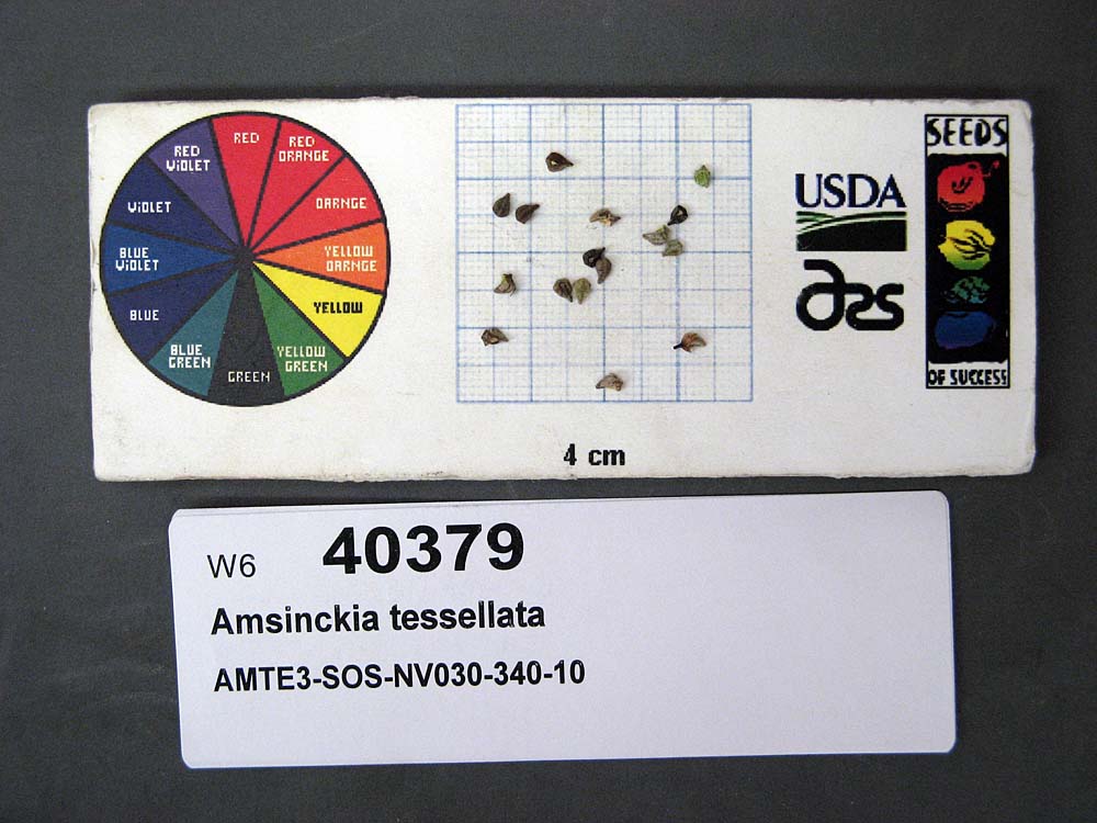 Click for 1 image(s) for this accession. SEED