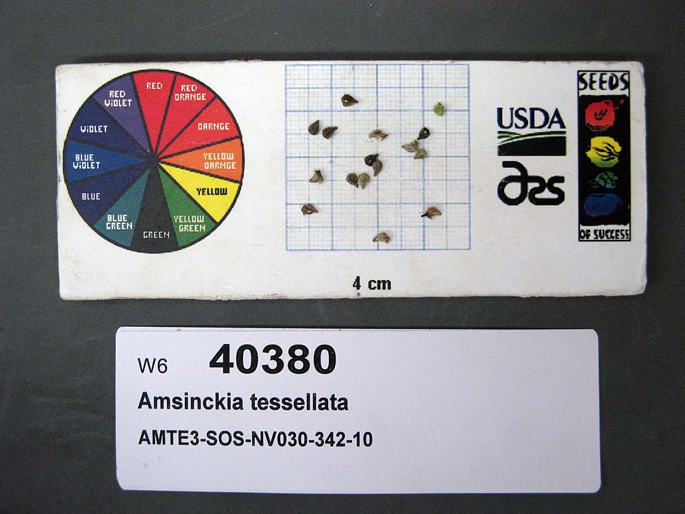 Click for 1 image(s) for this accession. SEED