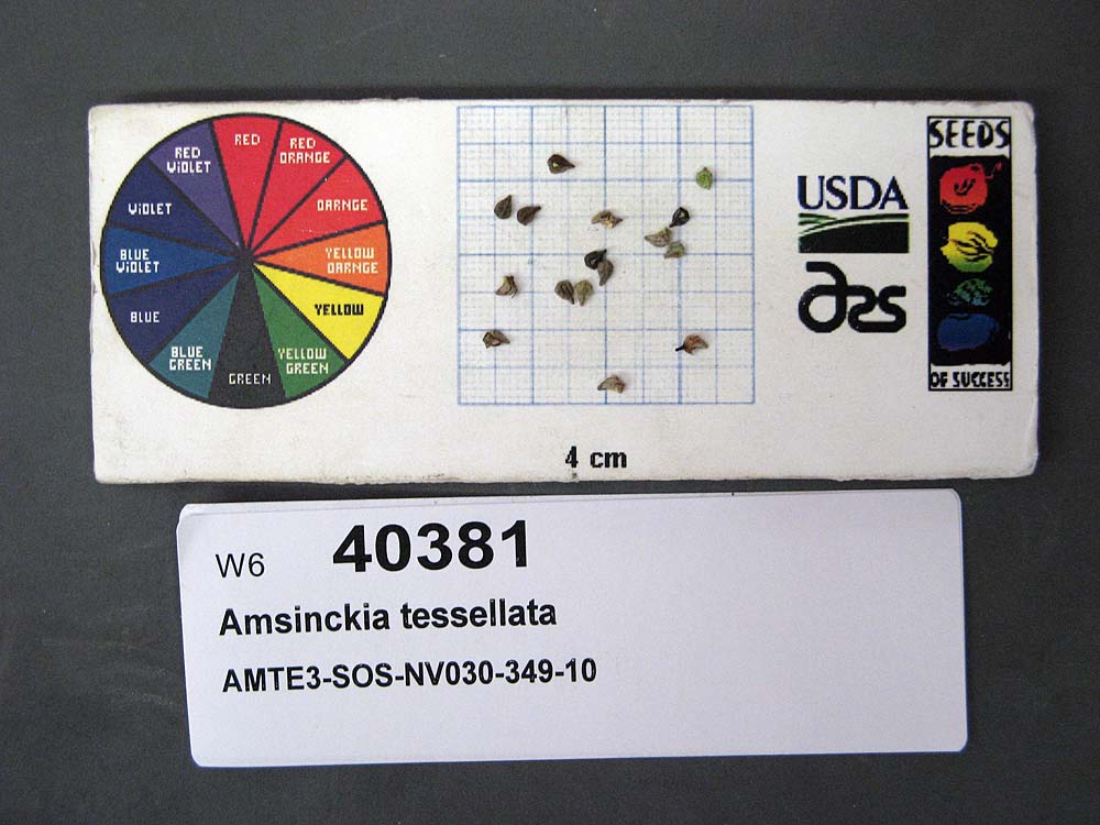 Click for 1 image(s) for this accession. SEED