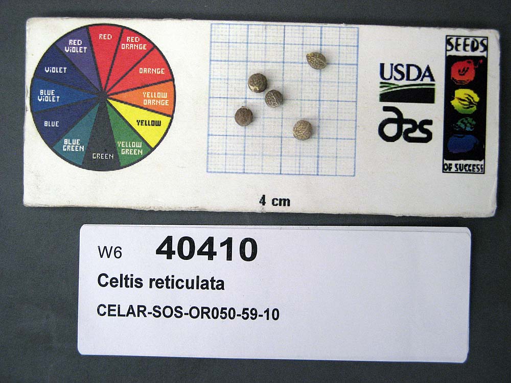 SEED