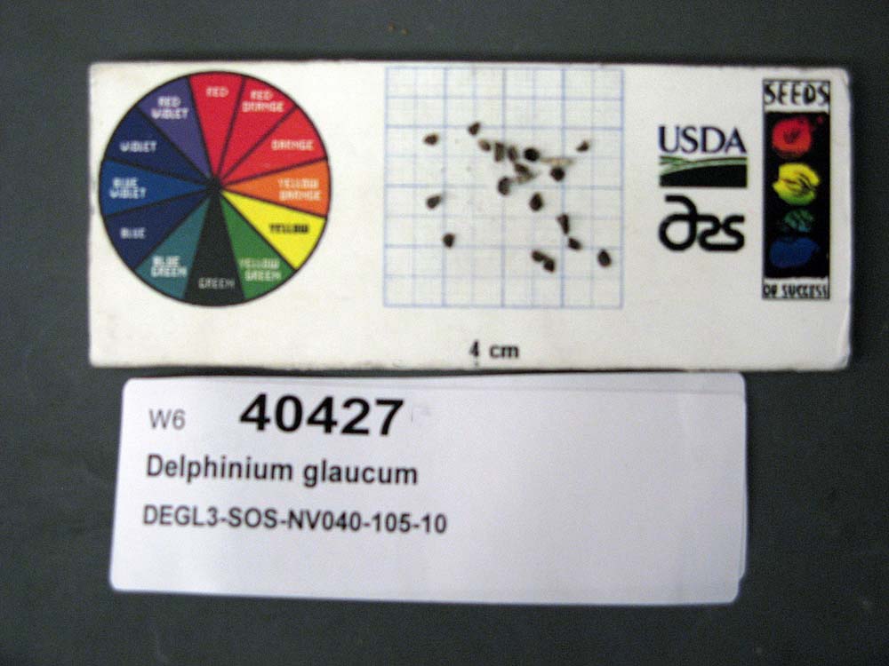 Click for 1 image(s) for this accession. SEED