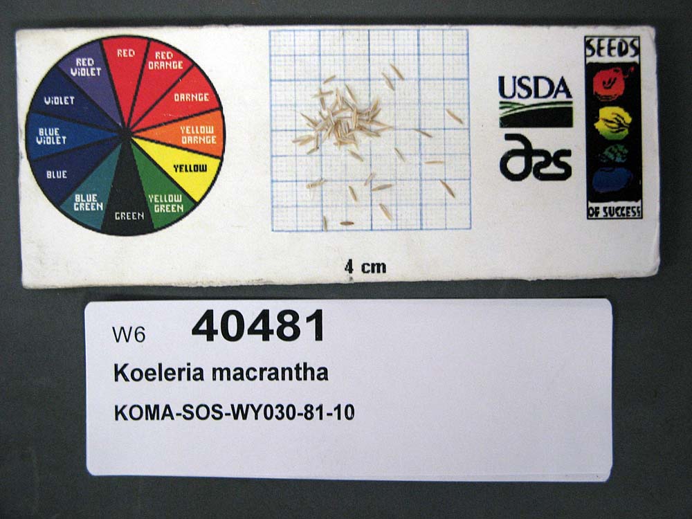 SEED