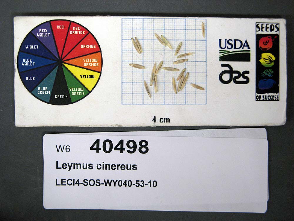 SEED