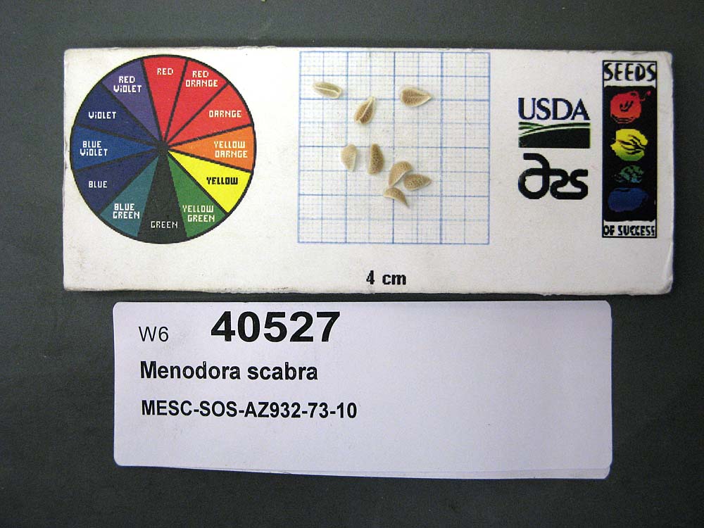SEED