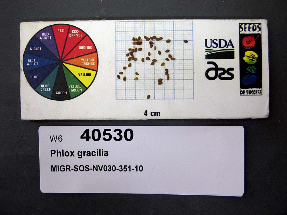SEED
