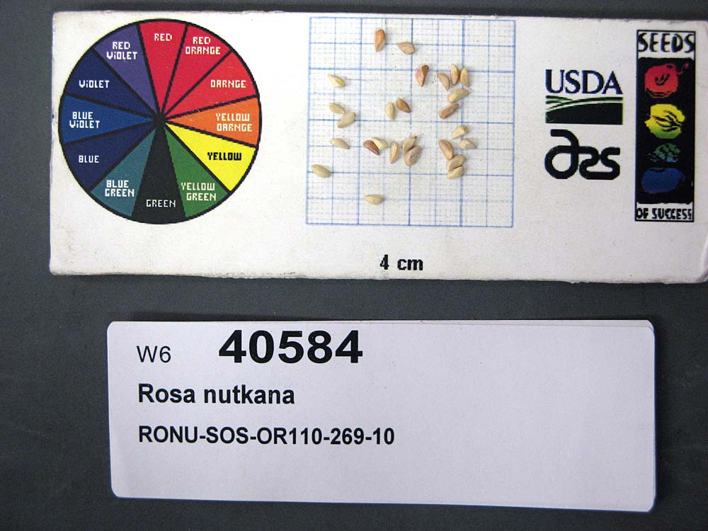 Click for 1 image(s) for this accession. SEED