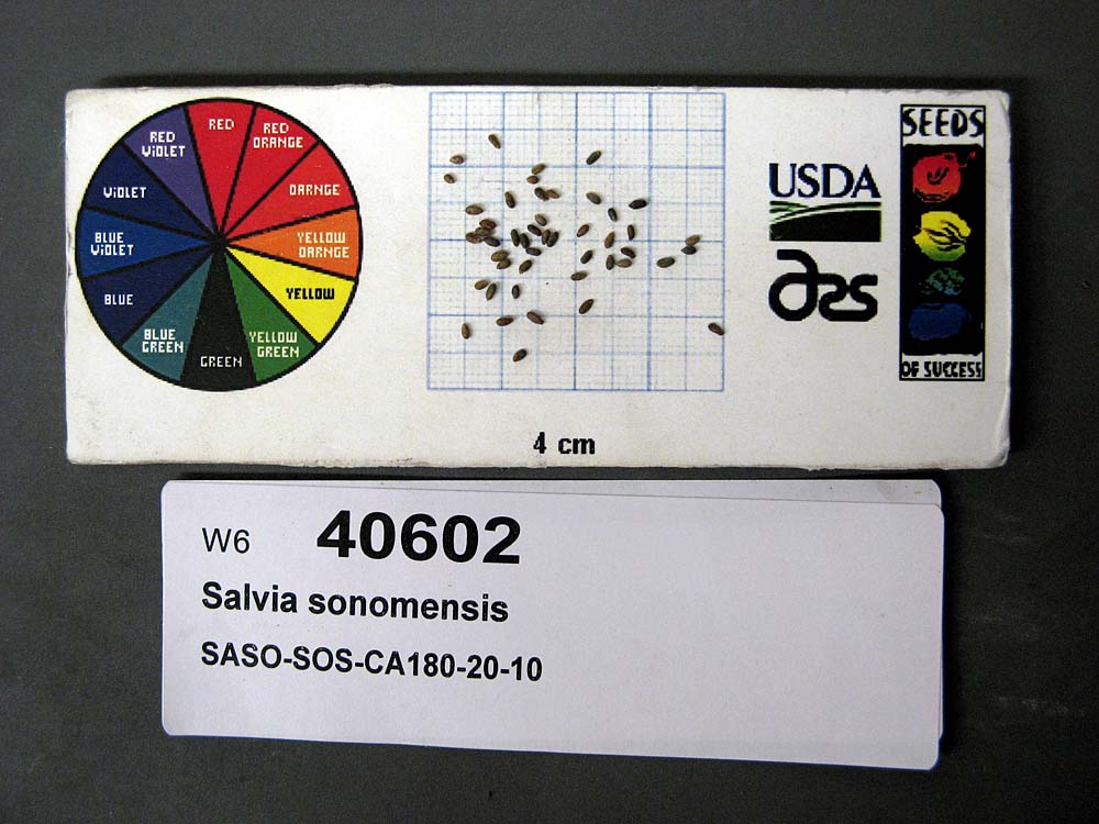 Click for 1 image(s) for this accession. SEED