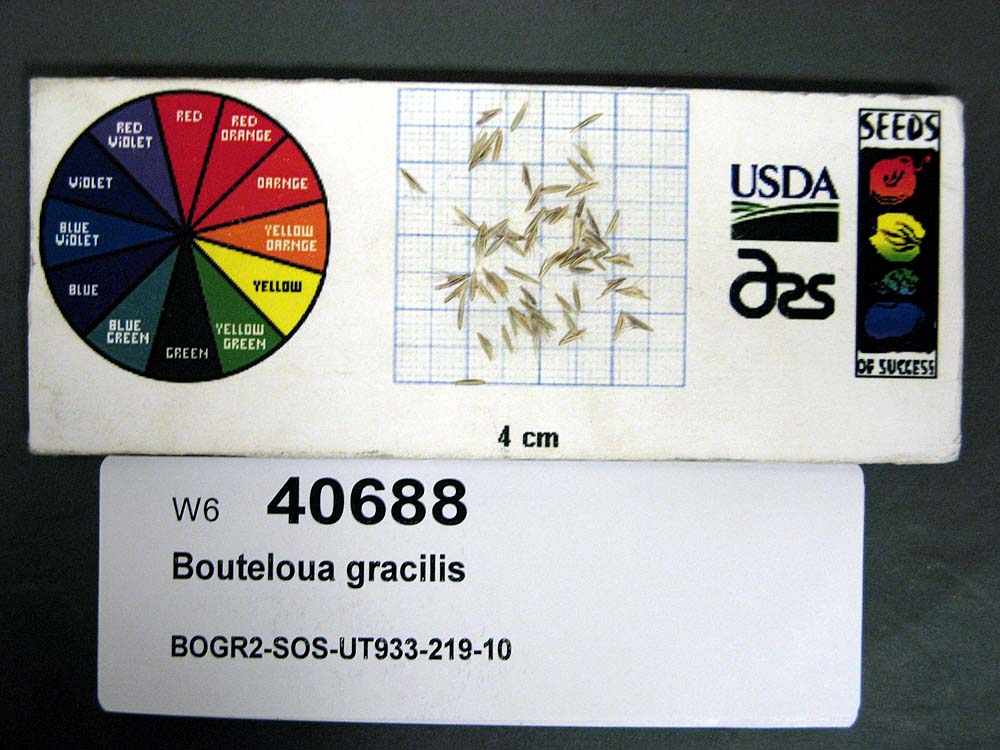 Click for 1 image(s) for this accession. SEED