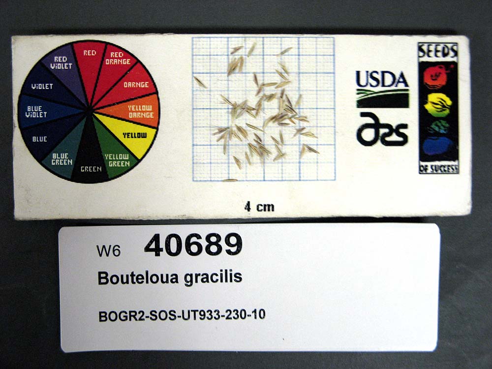 Click for 1 image(s) for this accession. SEED