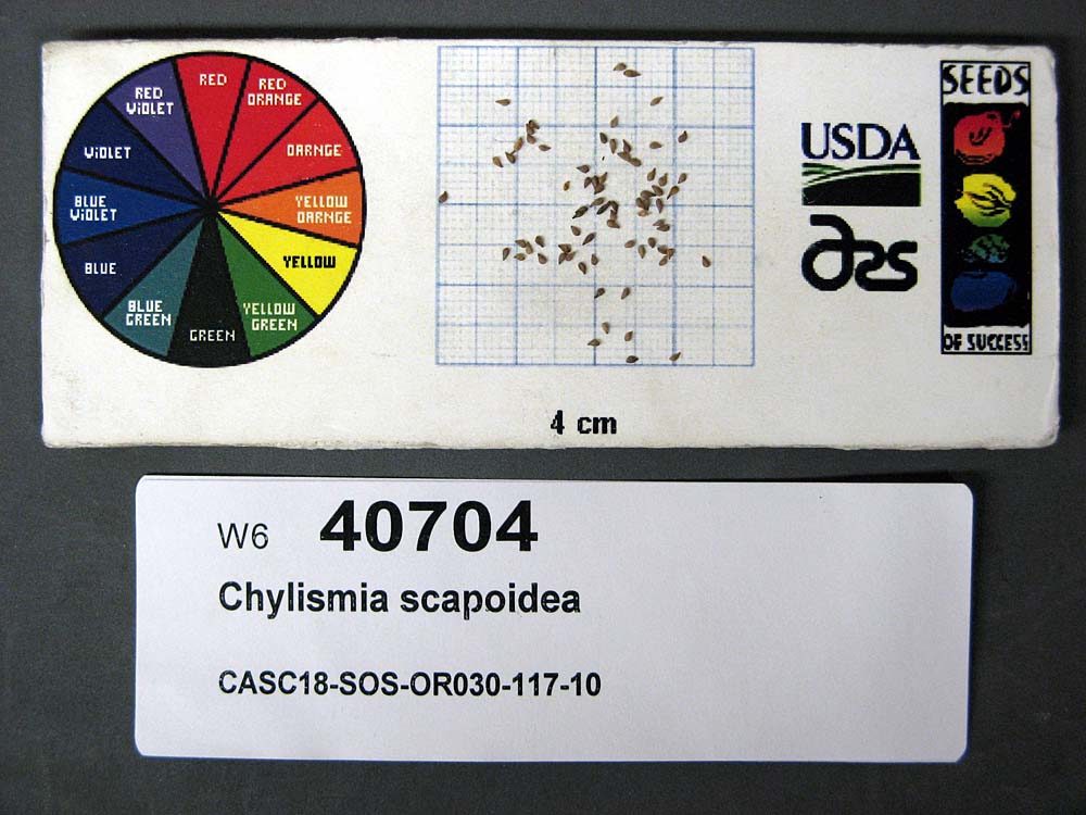 Click for 1 image(s) for this accession. SEED