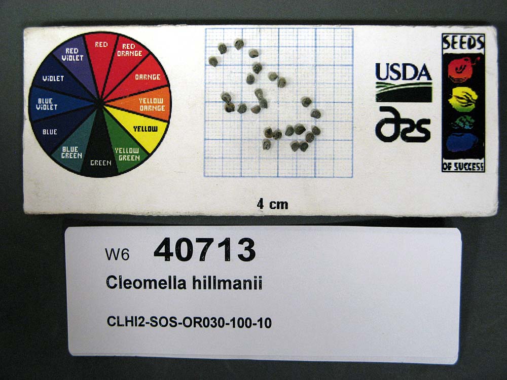 SEED