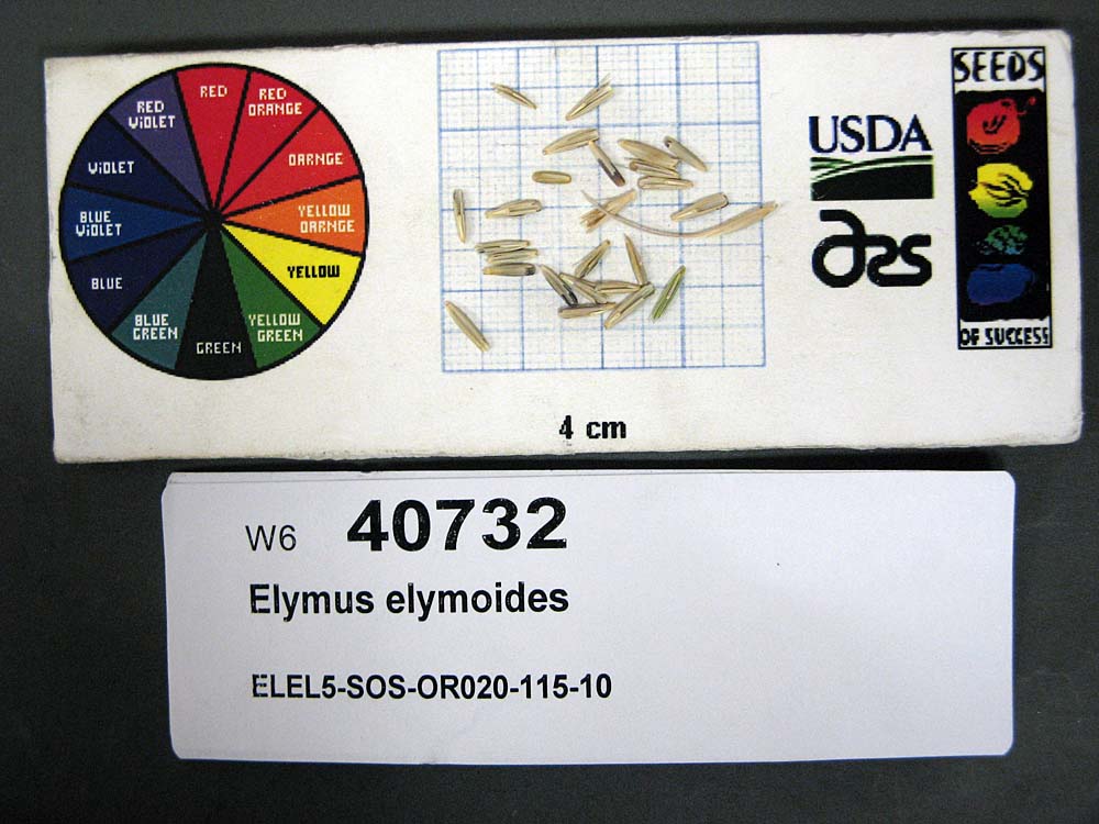 Click for 1 image(s) for this accession. SEED