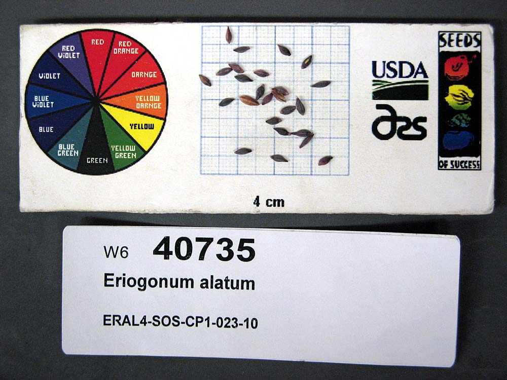 SEED