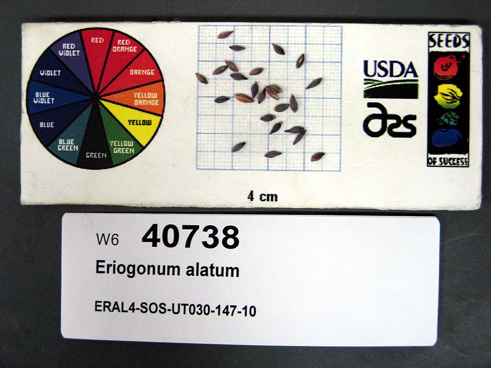 SEED