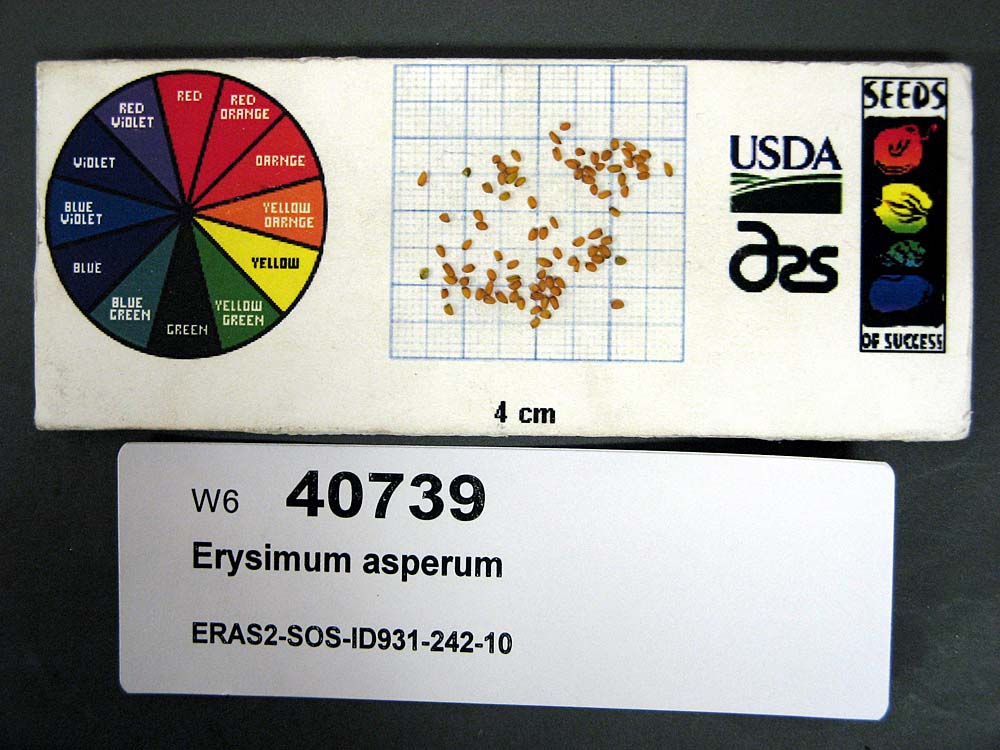 Click for 1 image(s) for this accession. SEED