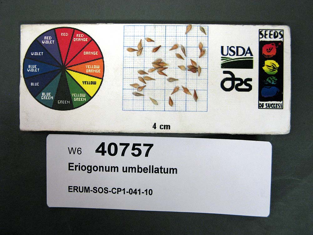 Click for 1 image(s) for this accession. SEED