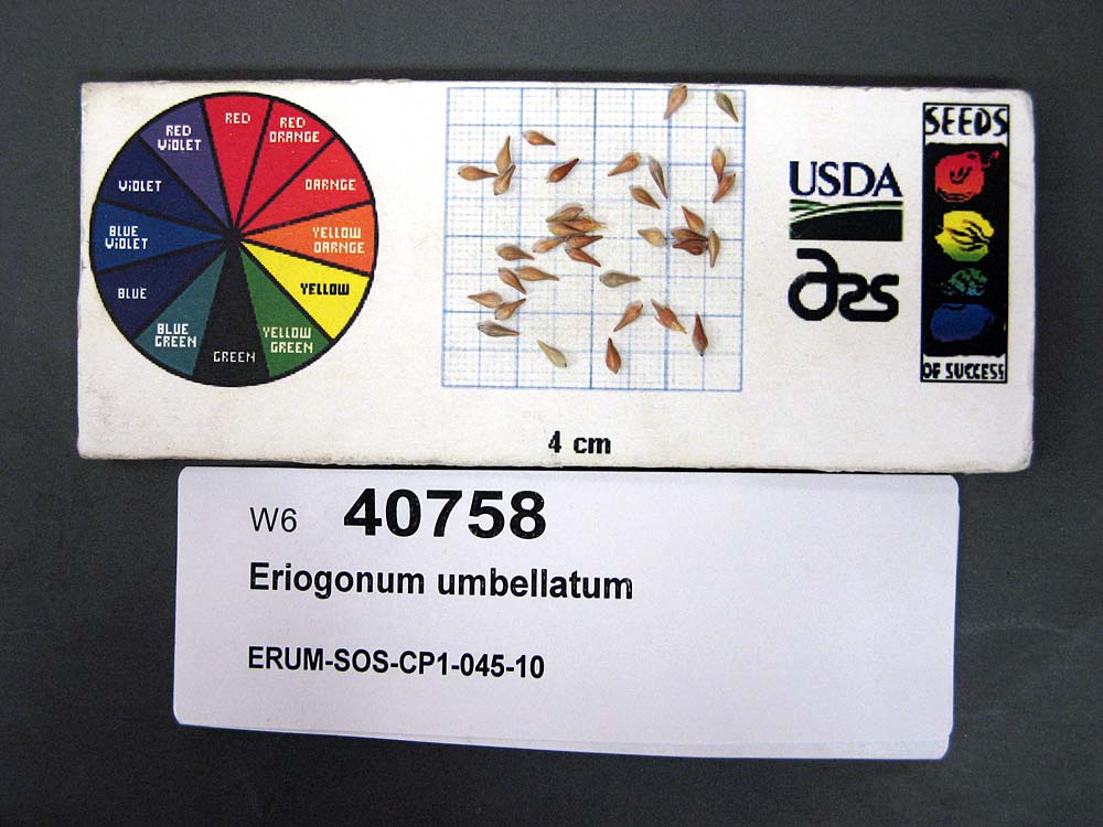 Click for 1 image(s) for this accession. SEED
