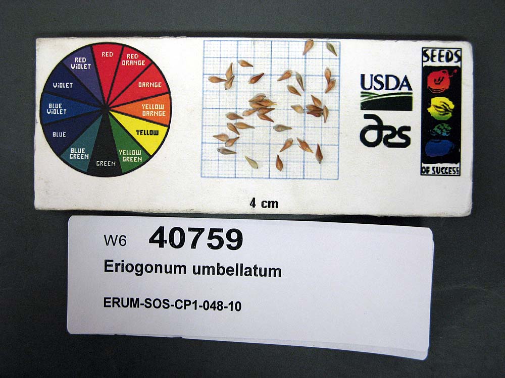 Click for 1 image(s) for this accession. SEED