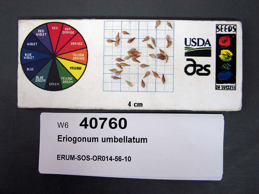 Click for 1 image(s) for this accession. SEED