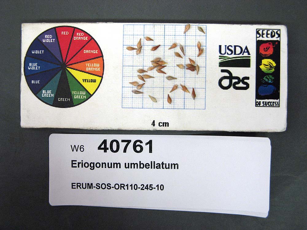 Click for 1 image(s) for this accession. SEED