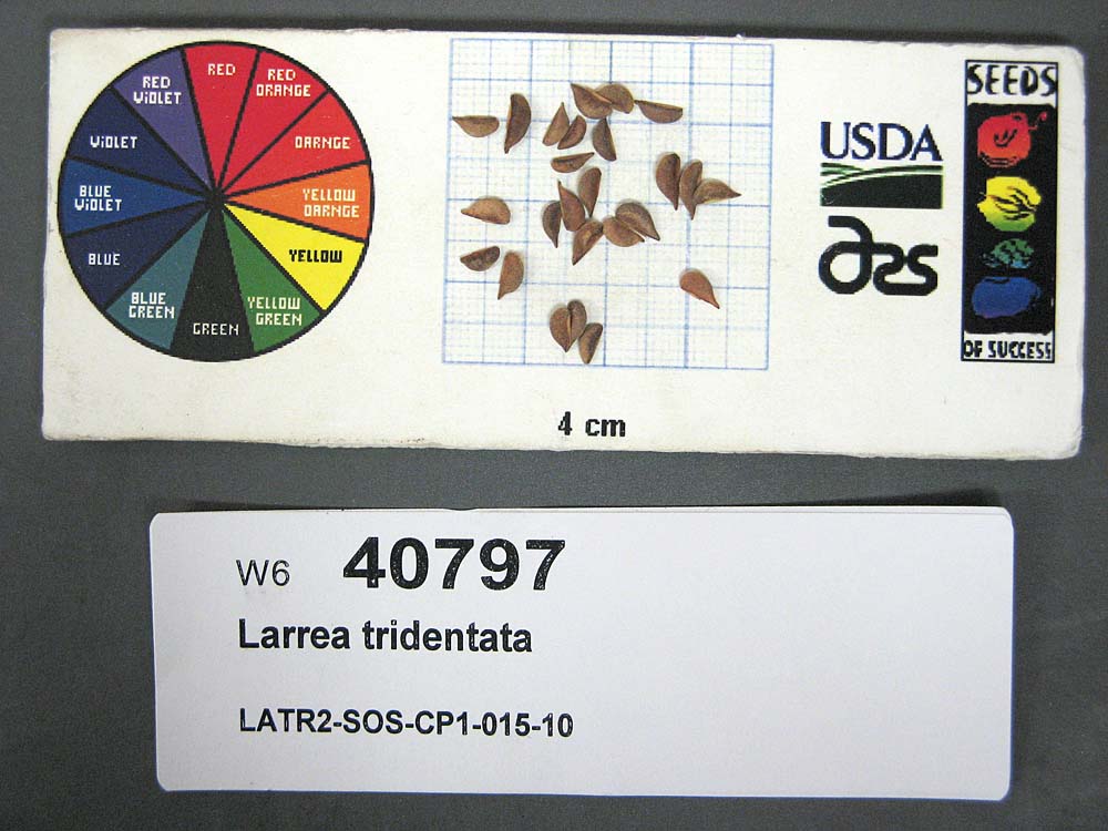 SEED