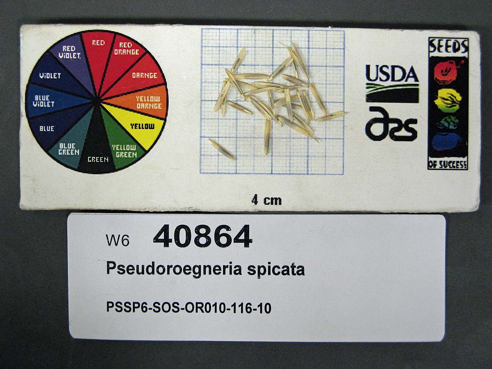SEED