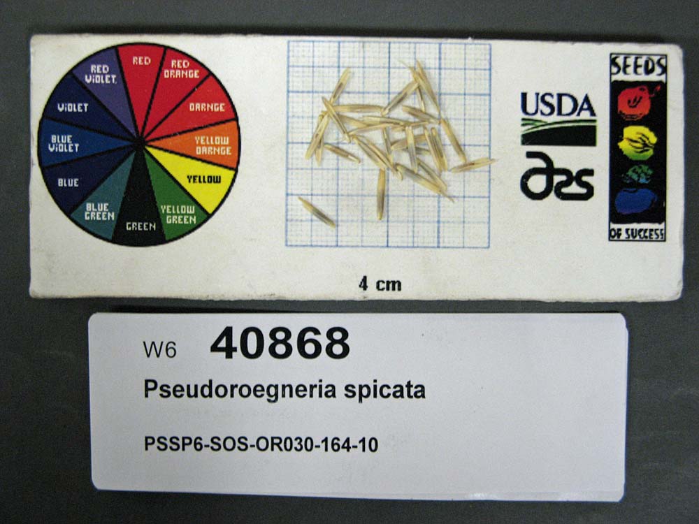 SEED