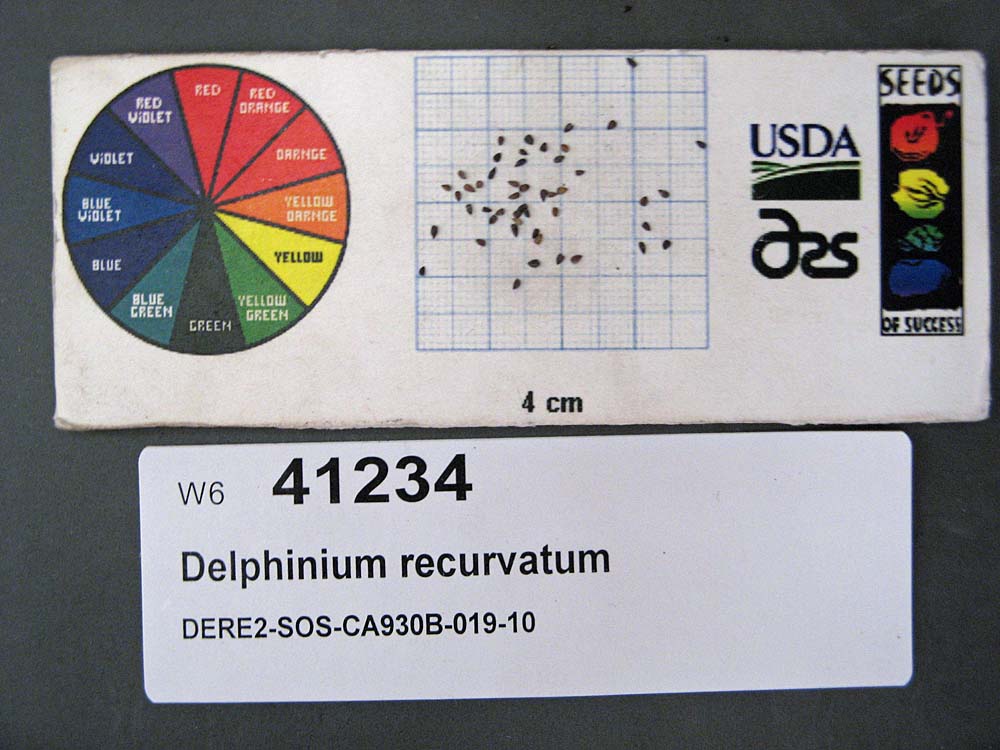 Click for 1 image(s) for this accession. SEED