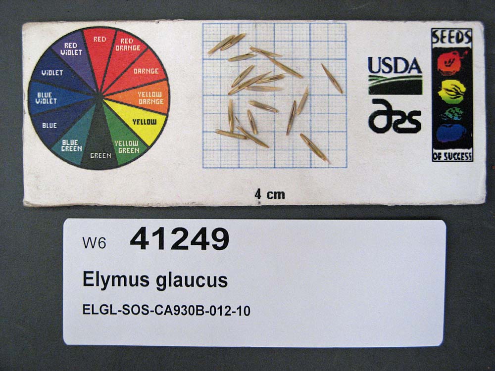Click for 1 image(s) for this accession. SEED