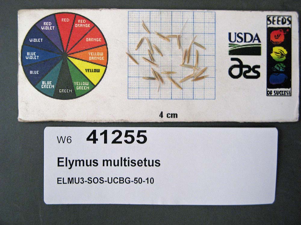 Click for 1 image(s) for this accession. SEED