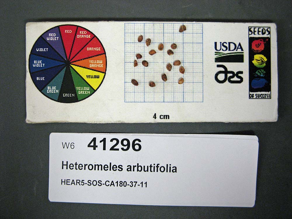 SEED