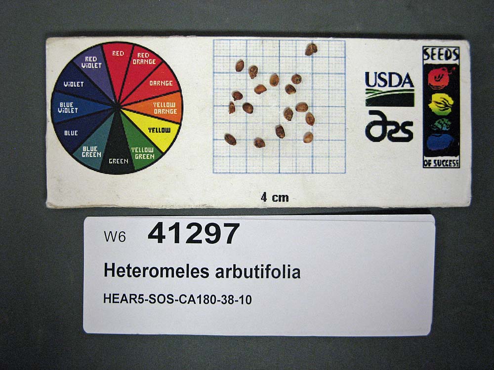 SEED