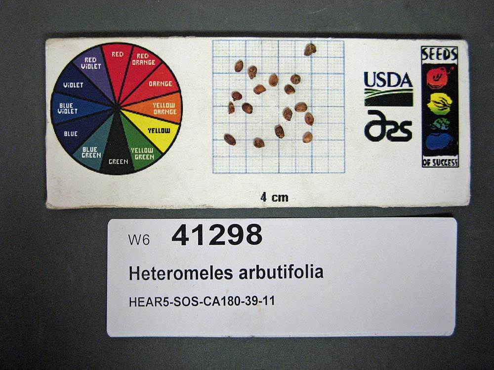 SEED