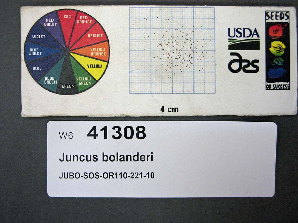 SEED